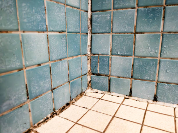 Best Mold Remediation for Healthcare Facilities  in Hamilton, MO