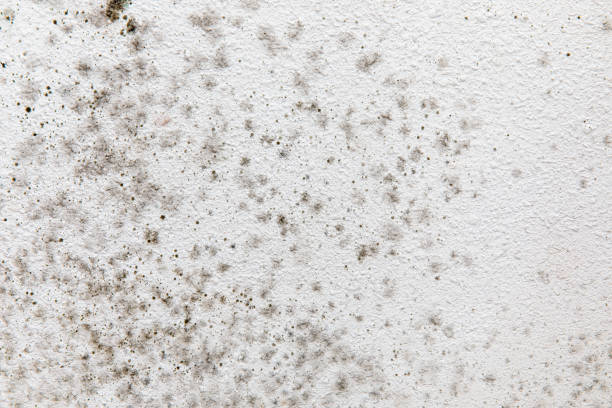 Trusted Hamilton, MO Mold Removal Experts