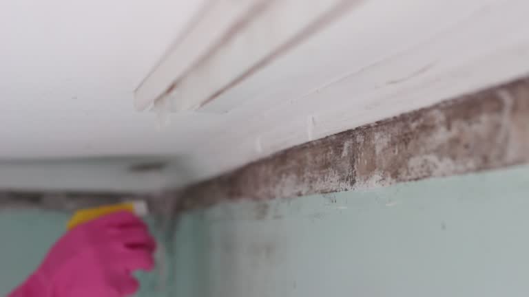 Best Crawl Space Mold Remediation  in Hamilton, MO